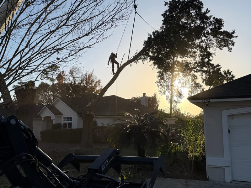 Tree Removal